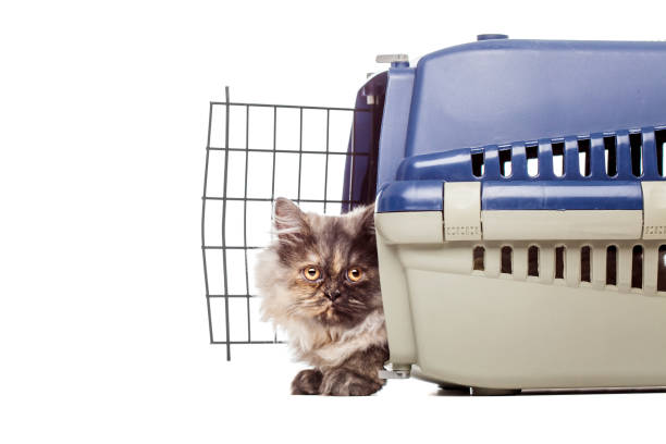 istock Chinchilla Persian cat in a pet cage 1371184819
