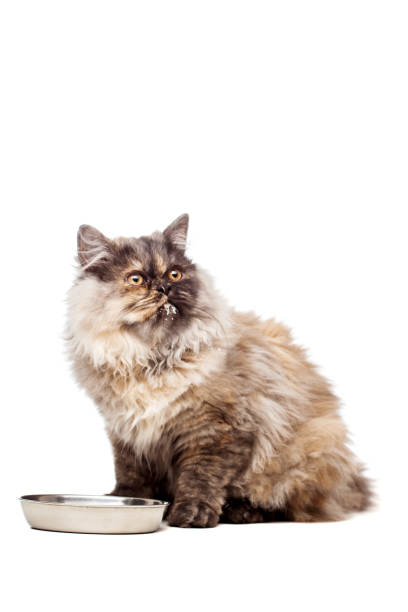istock Chinchilla Persian cat with milk 1371184824