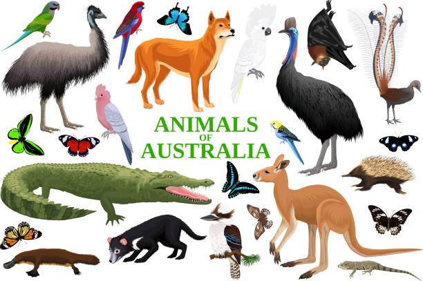 호주 동물, 조류, 파충류, ��곤충 및 파충류의 벡터 세트. - wallaroo stock illustrations