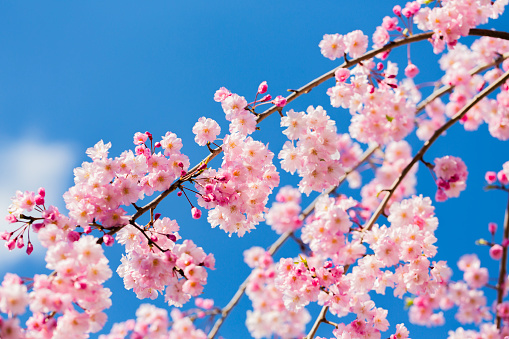Pink Cherry Blossom Against Blue Sky