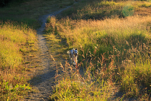 English setter dog running in the mountain forest
