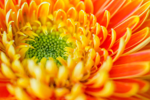 Orange gerbera flowers close up abstract background