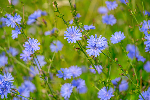 Blue flowers of chicory. Common Chicory. Cichorium intybus. Summer landscape.