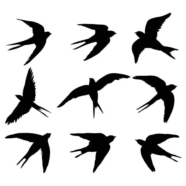 Vector illustration of A set of black isolated vector silhouettes of a swallow, a bird on a white background.