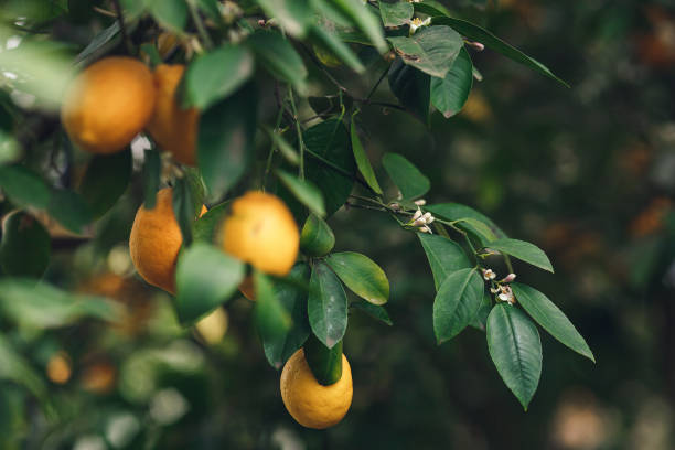레몬 나무에 잘 익은 노란색 오렌지 마이어 레몬. - agriculture branch cut flowers citrus fruit 뉴스 사진 이미지
