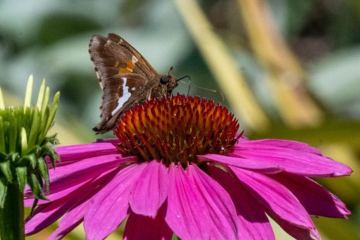 Mouth on a flower drinking in the nectar with its proboscis.
