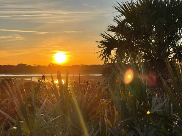 istock Palm Trees in Marsh at Ponte Vedra Beach and Reserve 1371192140