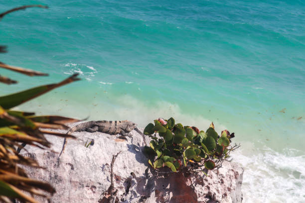 iguana lizard sitting on beach rocks at tulum mayan ruins