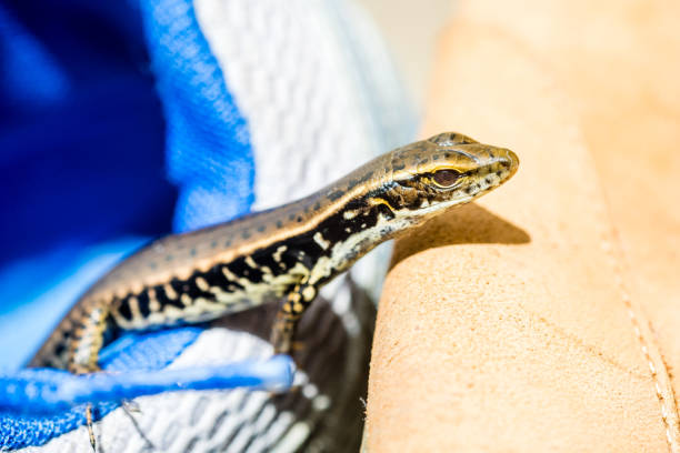 Found a tiny garden skink in jogger.