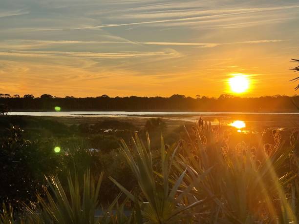 istock Palm Trees in Marsh at Ponte Vedra Beach and Reserve 1371195385