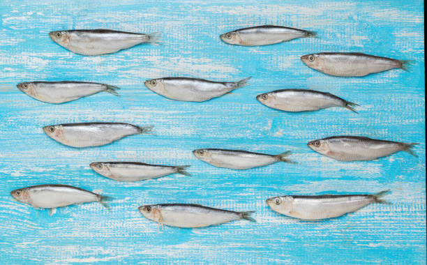 istock Small sprat fish on a blue wooden background. Flat lay. 1371202351