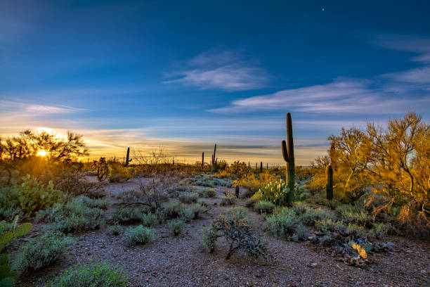 coucher de soleil dans le désert - sonoran desert photos photos et images de collection