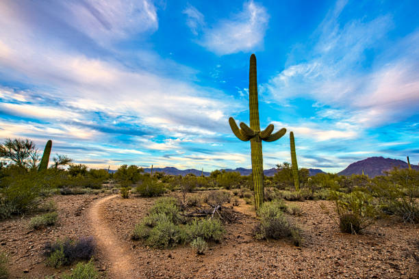 istock Trail in the desert 1371204275
