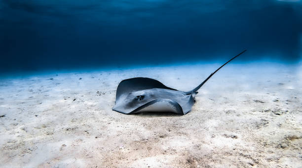 lagune in mooréa - stingray stock-fotos und bilder