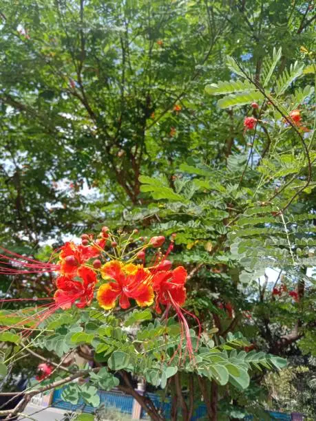 The peacock flower (Caesalpinia pulcherrima) is native to Asia and Africa. Besides being beautiful, this plant also has many properties, for example as a medicine for irregular menstruation, red eyes, diarrhea, canker sores, flatulence and heat cramps in children. For example, for diarrhea, the bark of the peacock flower is ground until smooth and then brewed with warm water. Even so, pregnant women should not use peacock flowers as medicine.
This plant is a shrub that has a height of 2-4 meters and has many branches. The wood is white and solid.
The leaves themselves are compound leaves that have an even and double pinnate shape with 4-12 pairs of leaflets that are breech oval in shape, rounded ends, narrow base, flat edges, and the upper surface is green, while the lower surface is bluish green with a length of 1 -3.5 cm and 0.5-1.5 cm wide. At night the leaves will bud.
