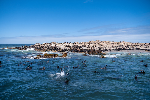 Seals playing the water and rest on the rocks on Dyer Island  just outside of Cape Town. Dyer Island is the easternmost island of a chain of seabird havens along the Western Cape