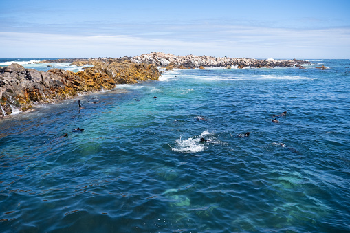 Seals playin the water and rest on the rocks on Dyer Island  just outside of Cape Town. Dyer Island is the easternmost island of a chain of seabird havens along the Western Cape