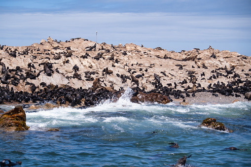 Seals playing the water and rest on the rocks on Dyer Island  just outside of Cape Town. Dyer Island is the easternmost island of a chain of seabird havens along the Western Cape
