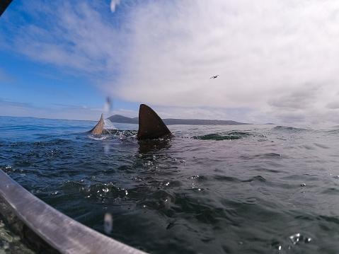 A large bronze whaler shark swims close to the surface of the water. Shark fin swimming in the water