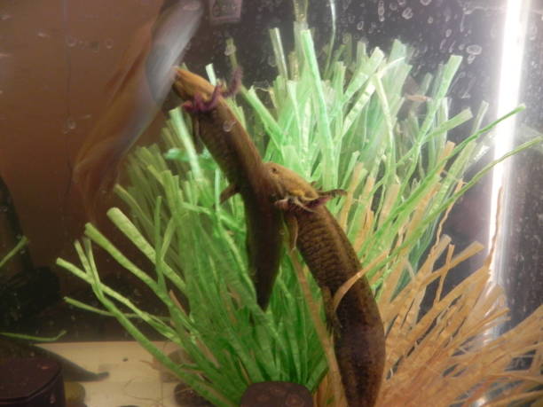 istock amphibians, frogs, axolotls in different stages 1371213288