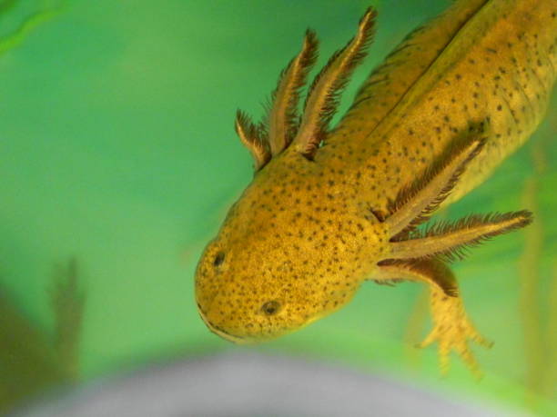 istock amphibians, frogs, axolotls in different stages 1371213370