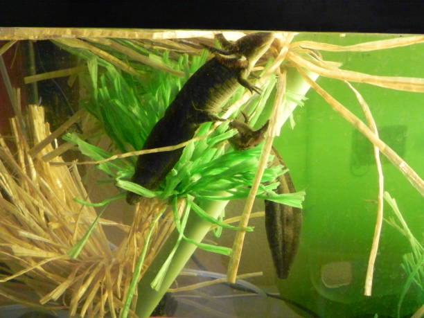 istock amphibians, frogs, axolotls in different stages 1371213371