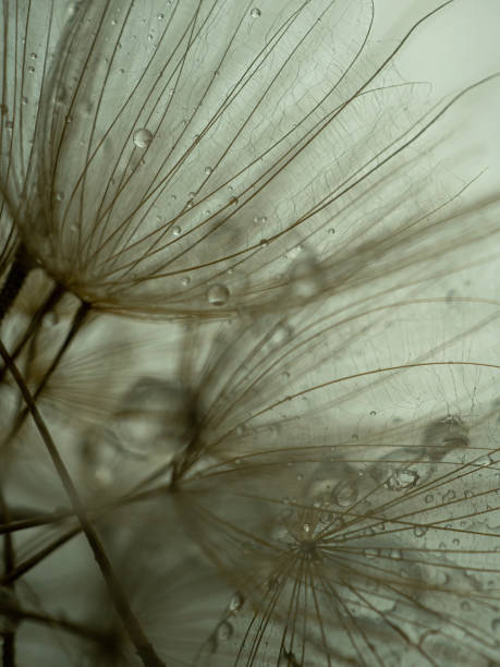istock Dandelion on a gray background macro. Fluffy. Selective focus 1371213397