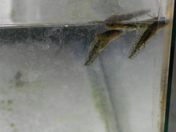 istock hatchling, larvae, baby axolotls, small limbless axolotls 1371213423