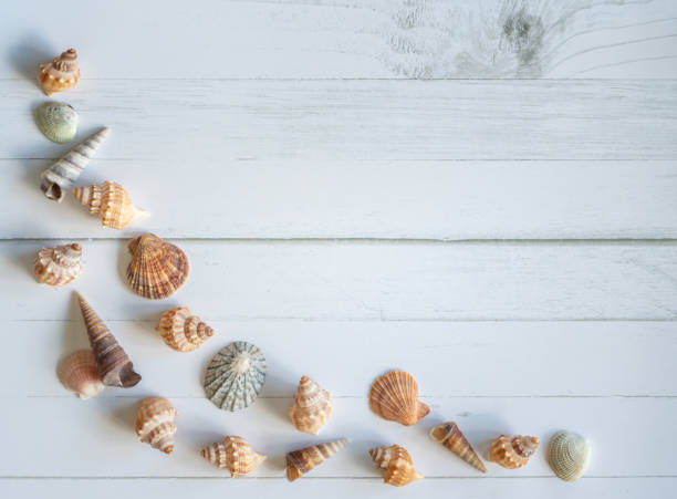 istock Assortment of Shells on White Wooden Table 1371215273