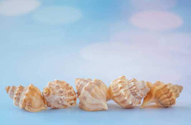 Close Up of Line of Shells on a Blue Background with Copy Space