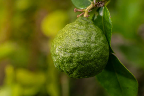 istock Green Kaffir Lime or Bergamot fruit. Texture background. 1371215635