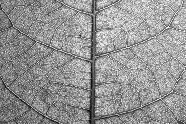 istock Leaf veins textures in black and white for backgrounds and wallpaper. 1371215641