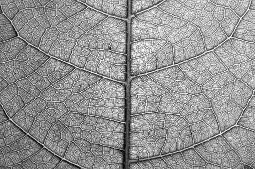 Leaf veins textures in black and white for backgrounds and wallpaper. Texture background. Abstract background. Macro photography. Close up