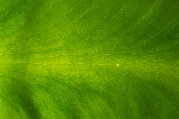 Leaf of calla Lily (Zantedeschia aethiopica).