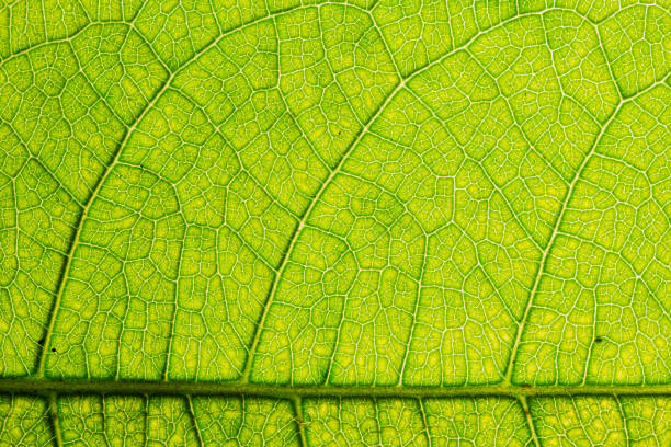 istock Detailed green leaf veins textures for backgrounds and wallpaper. 1371215644