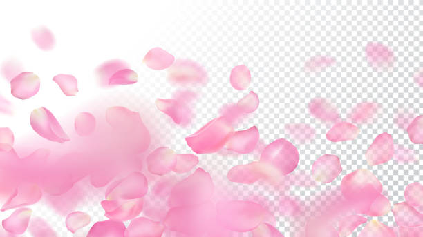 Vector template of realistic pink rose petals on transparent background. Close-up. Wallpaper of flying blurred sakura petal with blur effect. Floral illustration for banner, romantic greeting card. Vector template of realistic pink rose petals on transparent background. Close-up. Wallpaper of flying blurred sakura petal with blur effect. Floral illustration for banner, romantic greeting card flower backgrounds cherry blossom spring stock illustrations