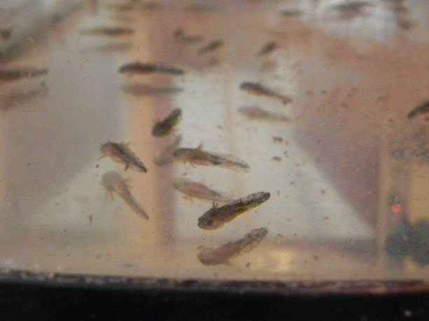istock hatchling, larvae, baby axolotls, small limbless axolotls 1371216360