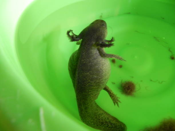 istock mating axolotls, mating axolotls, breeding axolotls 1371216435