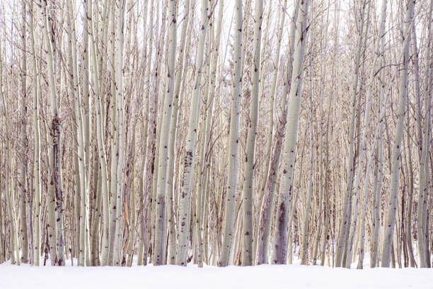 Close-up of white birch trees trunk in Jasper National Park, Alberta, Canada.