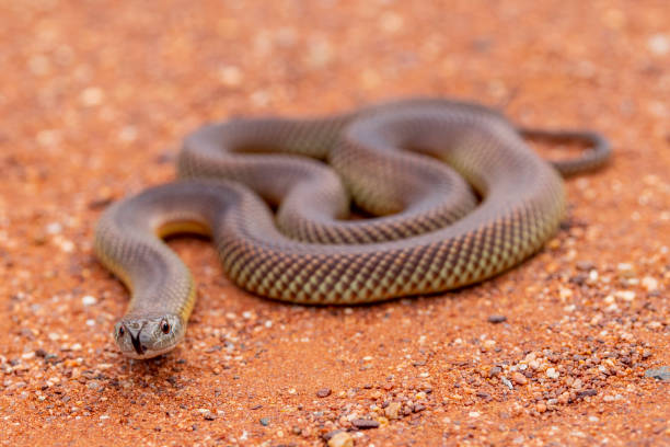 istock King Brown or Mulga Snake 1371218176