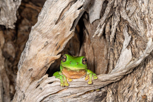 rana arborícola verde - whites tree frog fotografías e imágenes de stock