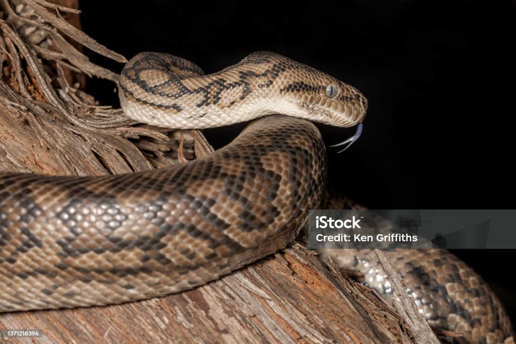 Murrtay Darling Python Murray Darling Carpet Python Stock Photo - Download Image Now - Animal ...
