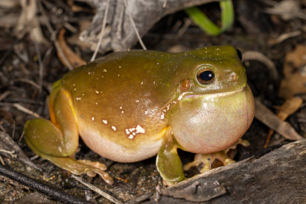 llamada de la rana arbórea verde - whites tree frog fotografías e imágenes de stock