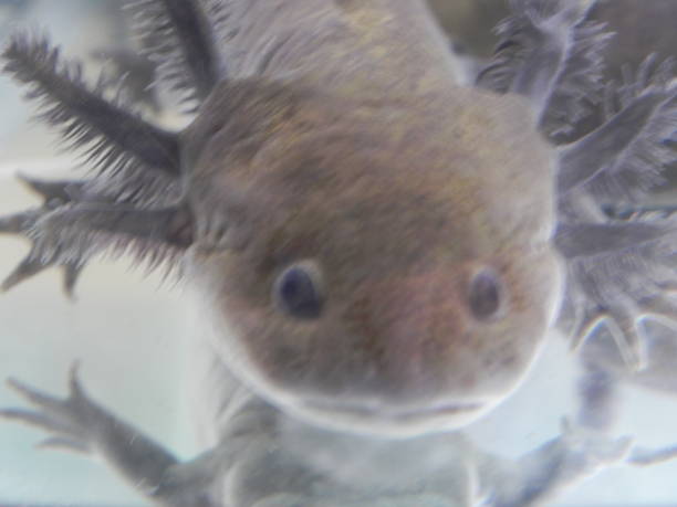 istock amphibians, frogs, axolotls in different stages 1371219157