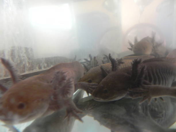 istock mating axolotls, mating axolotls, breeding axolotls 1371219173