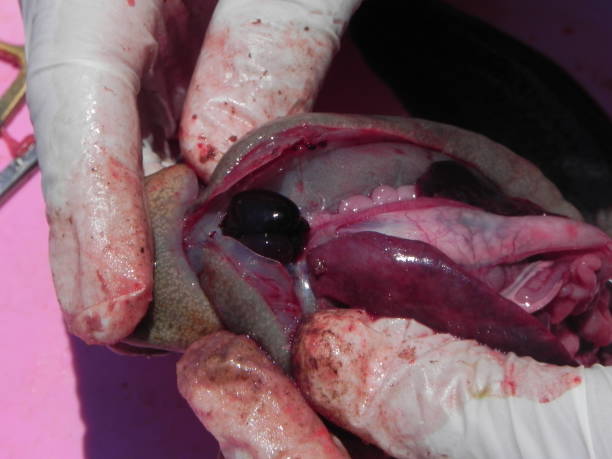 photos of axolotl specimens with gills, with metamorphosis, axolotl offspring, axolotls in reproduction, axolotl eggs, spermatheca, specimens in a fish tank, necropsy of specimens where their organs can be seen, axolotls eating, without gills,