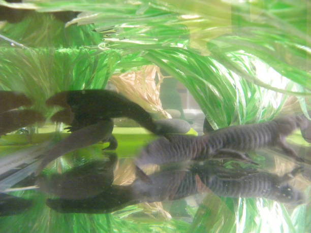 istock amphibians, frogs, axolotls in different stages 1371220145