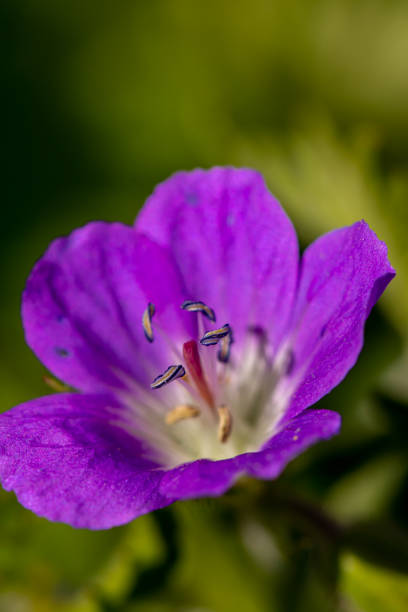 istock Geranium sylvaticum flower growing in forest, close up 1371221004