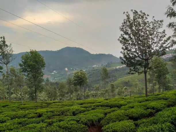 Tea plantation is the major agriculture production of hilly areas of Ooty(Western Ghats), India