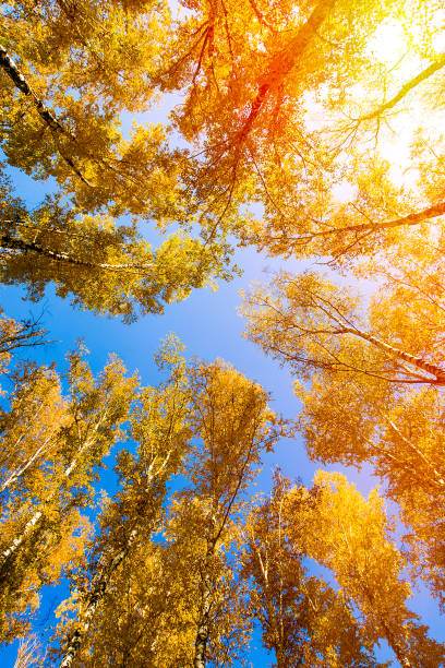 istock Autumnal Trees and a Sky 1371225031